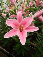 [4206 Marlon JWS No02.JPG]